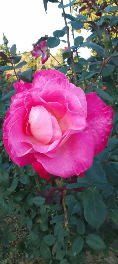 Big Rose Flowers at the Entrance of the Golden Pagoda